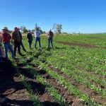 How to sell lambs in your local saleyard: 3.5 hours from Woolgoolga