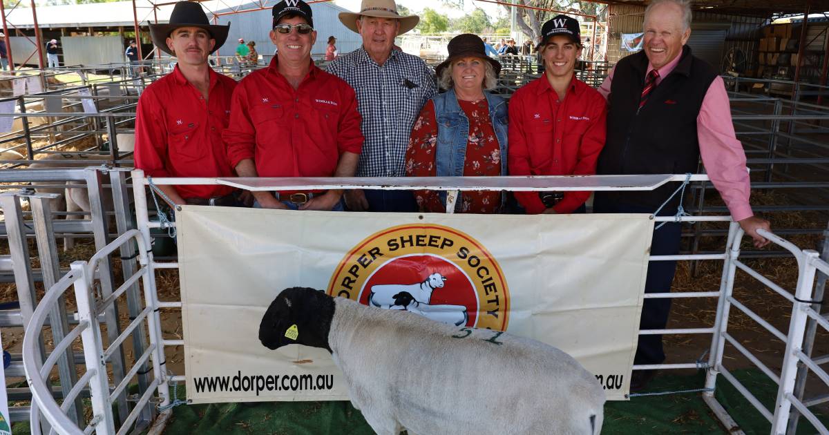 St George Dorper and White Dorper sale sees $3,493 average | Queensland Country Life