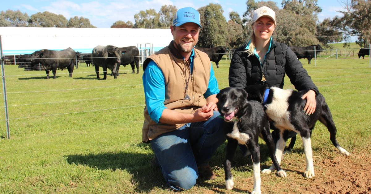 Nick Hovey, Coota Park, and Lauren Vest’s advice for working with dogs and cattle | The Land