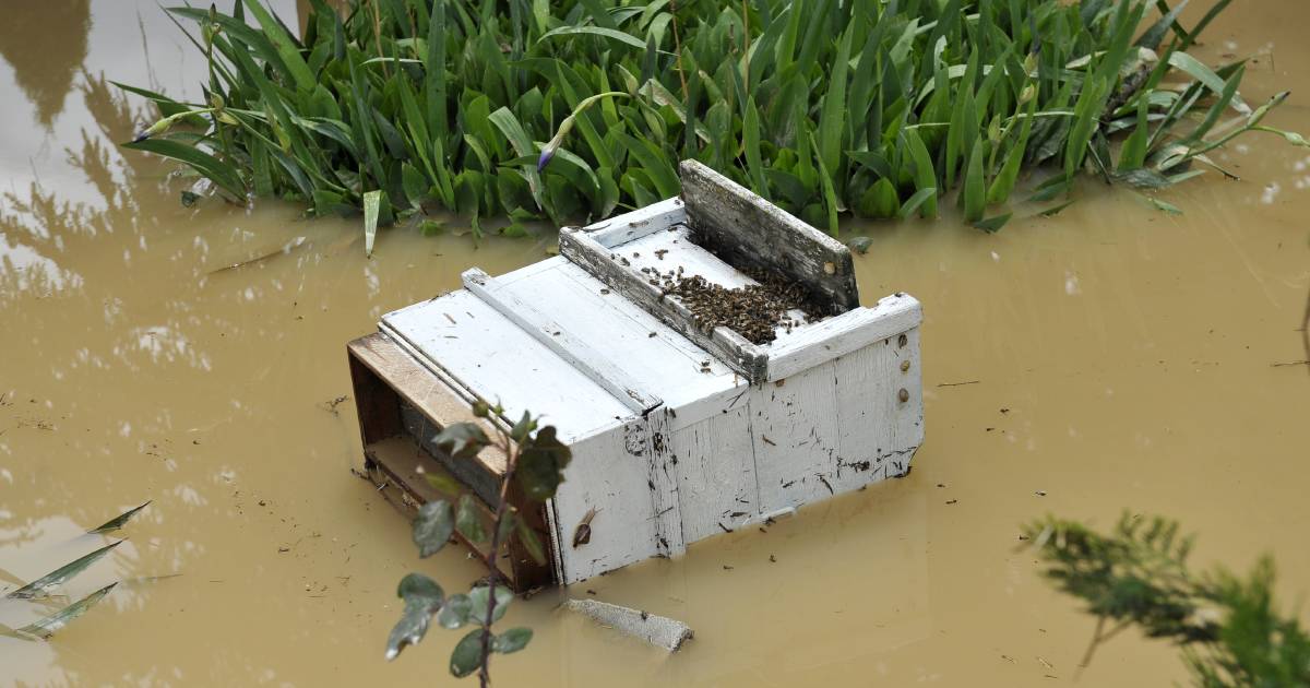 Special permit for flood affected beekeepers