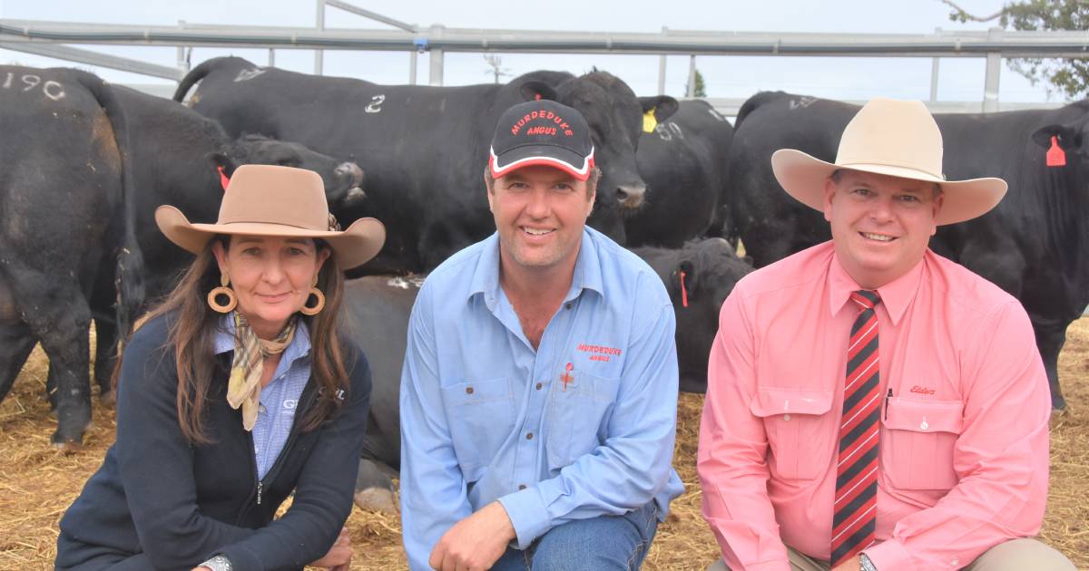 Murdeduke Angus bulls in high demand in Central Queensland