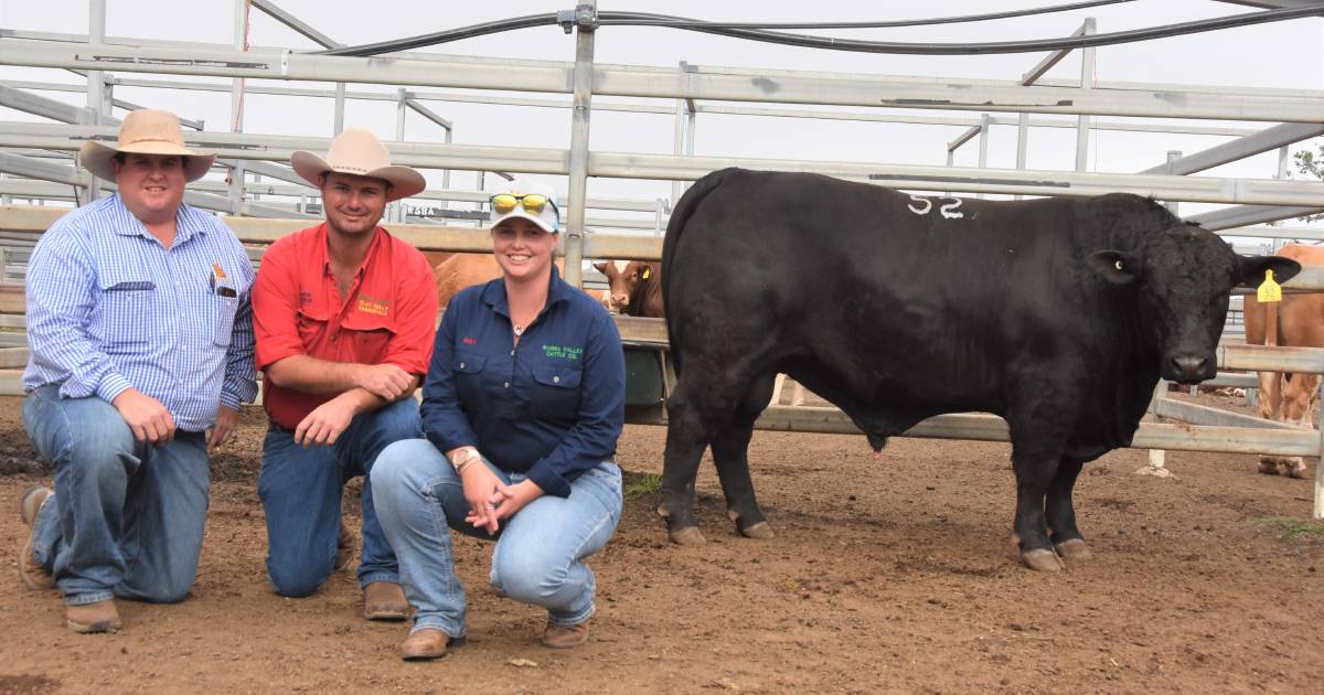 Herd bull secures top price honours at Clay Gully Simmental sale