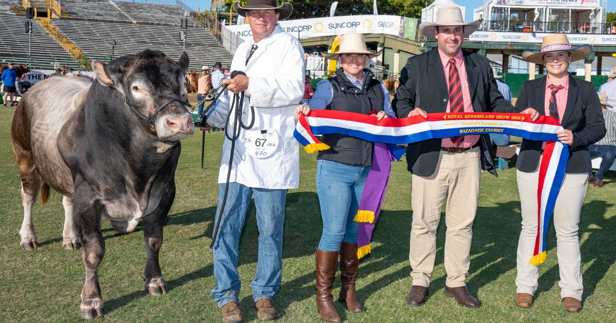 Quality, not quantity for Bazadaise at Ekka