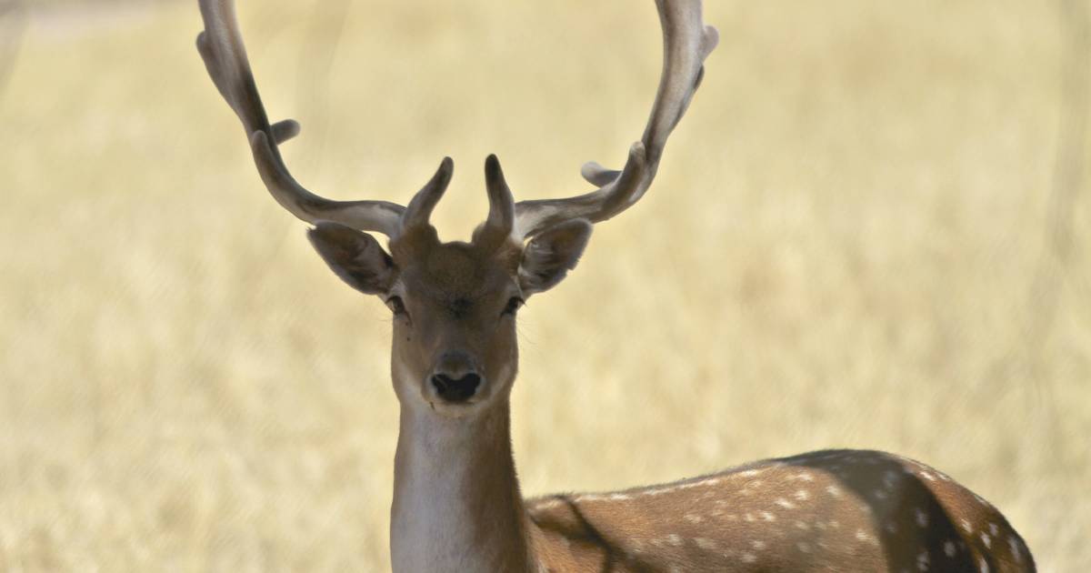 Feral deer need targeted, all-in approach | The Land