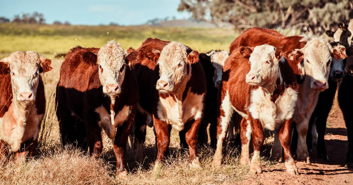 Will secret land laws limit farmer's livestock numbers?