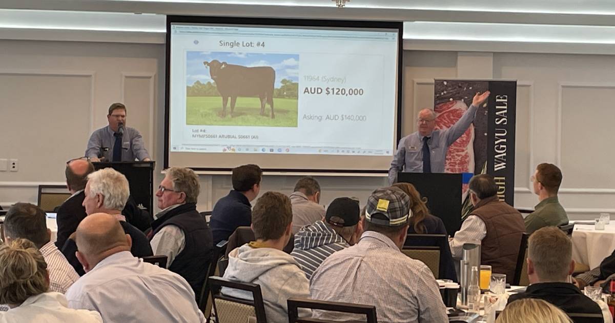 Wagyu females make six figure price tags at Toowoomba sale