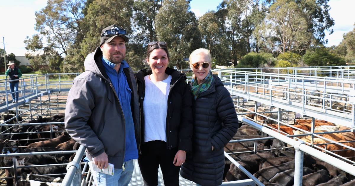 First cross steers make $2173 at Boyanup store cattle sale | Farm Weekly