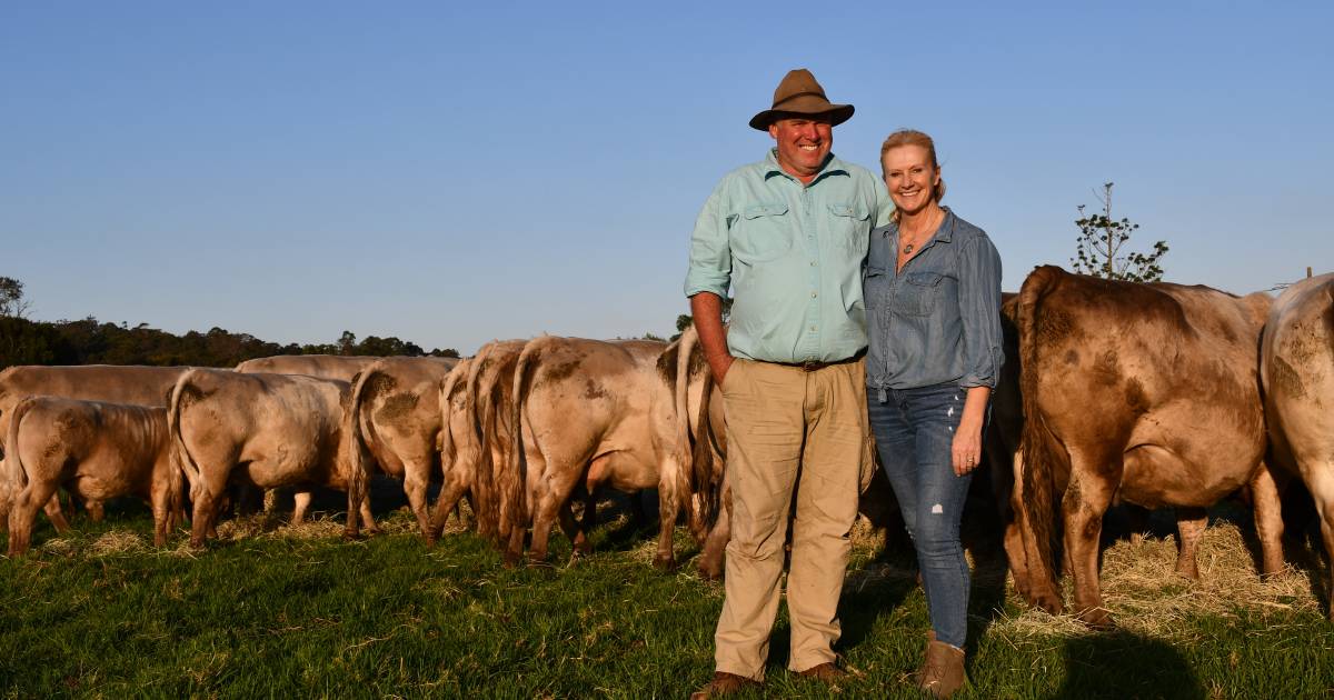 Golden Pastoral Company enjoys success with Square Meater herd | Queensland Country Life