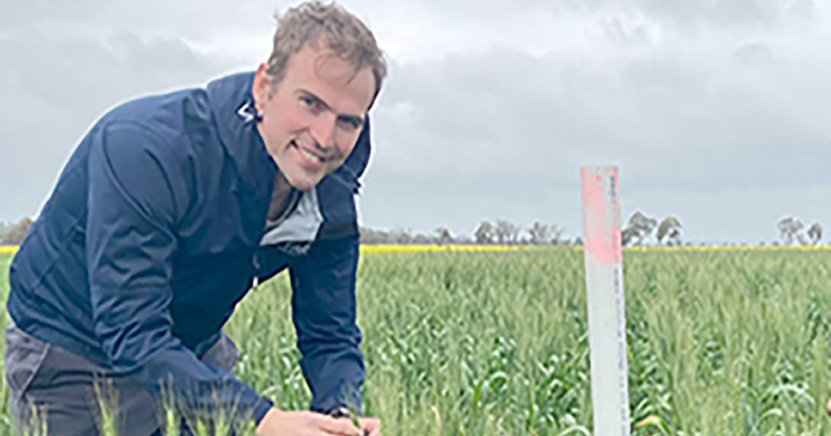 GRDC and FAR to trial new frost approaches | Farm Weekly