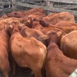 FMD risk starting to weigh heavily on listed companies exposed to livestock