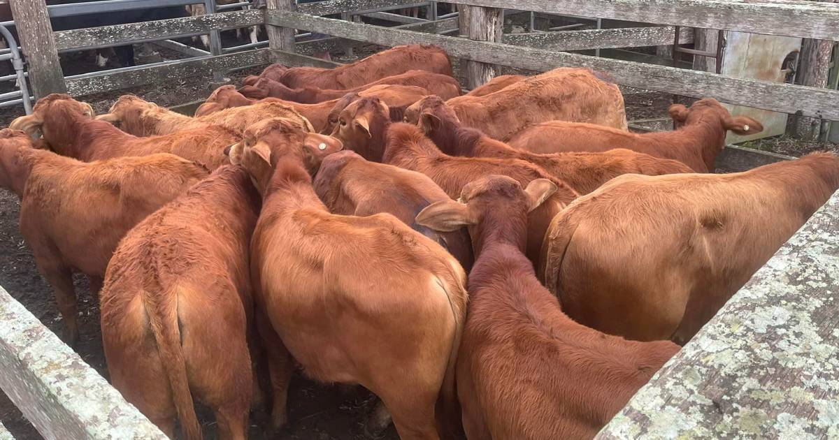 Charbray steer calves sell for $1070 at Woodford | Queensland Country Life