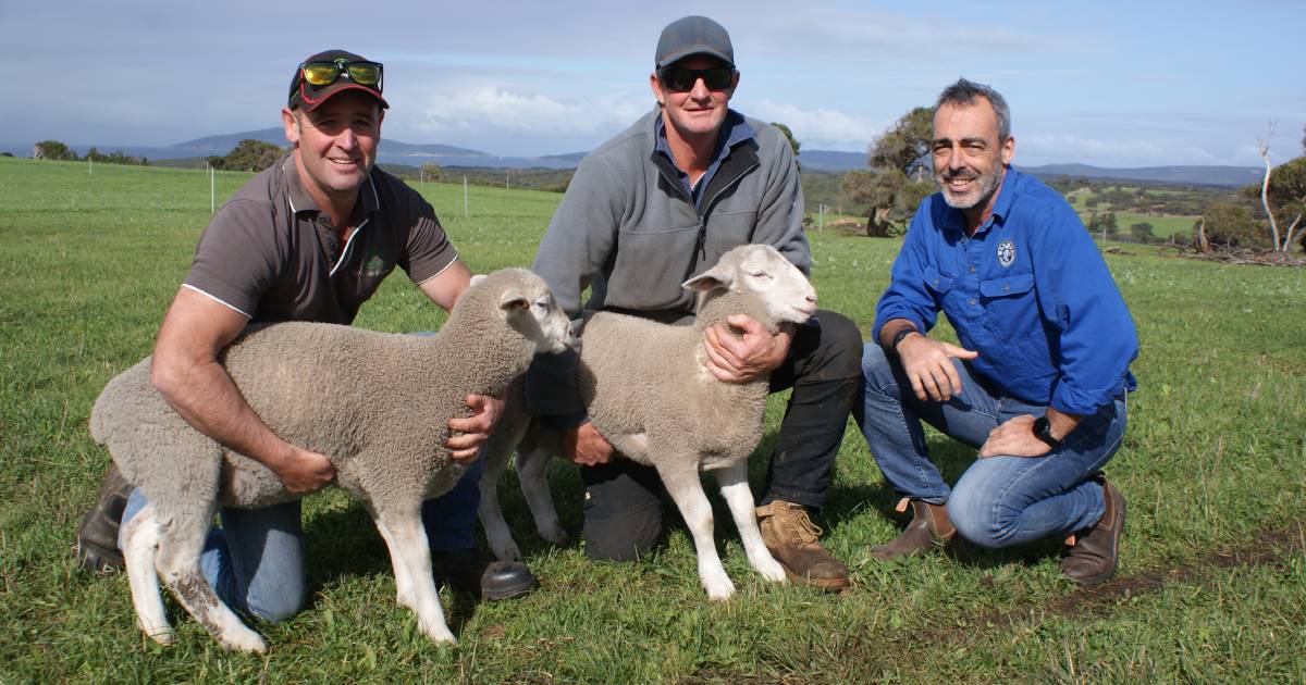 Green Range Lamb takes monthly WAMMCO win