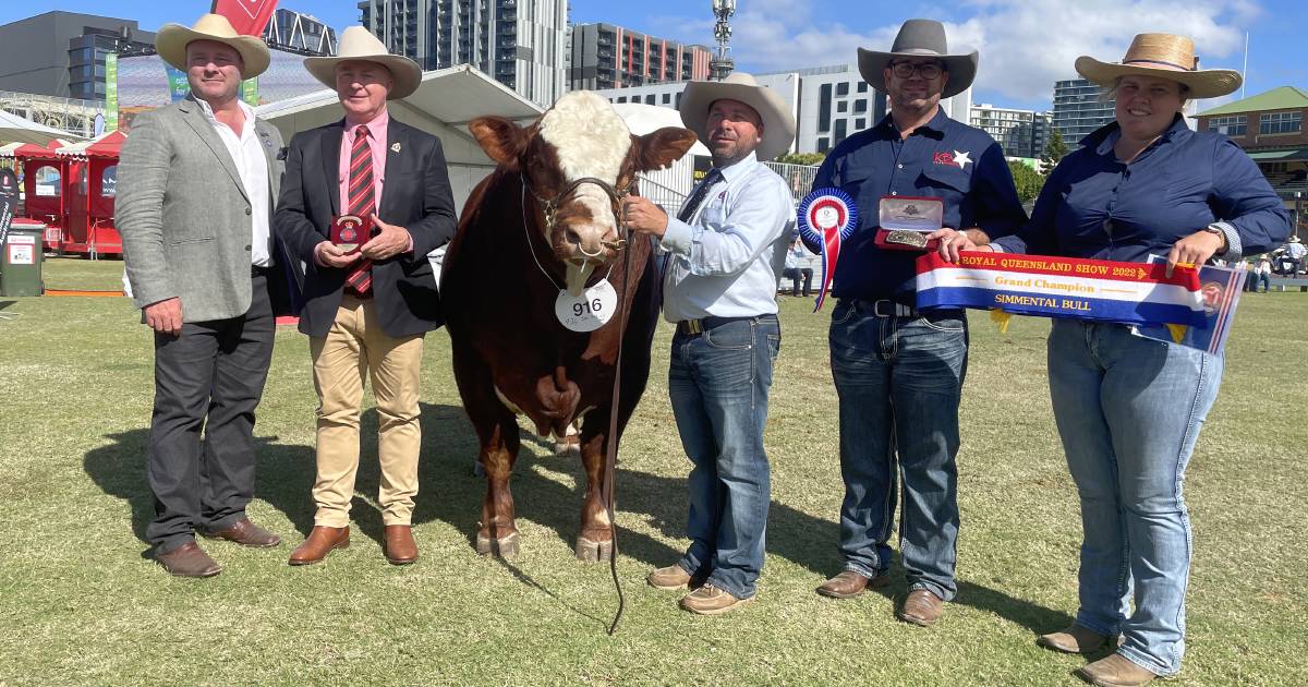 Ratbag scores big at Simmental's 50th year celebrations