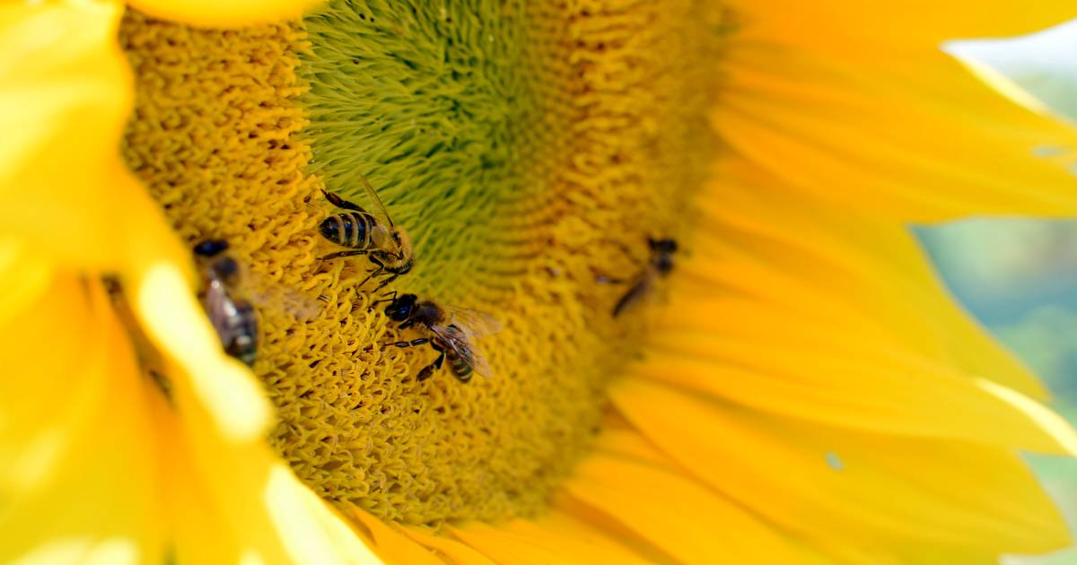 Beekeepers called to varroa mite frontline