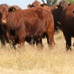 Measuring pasture data at Bowna