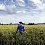 Good yarding of weaners offered at Monto