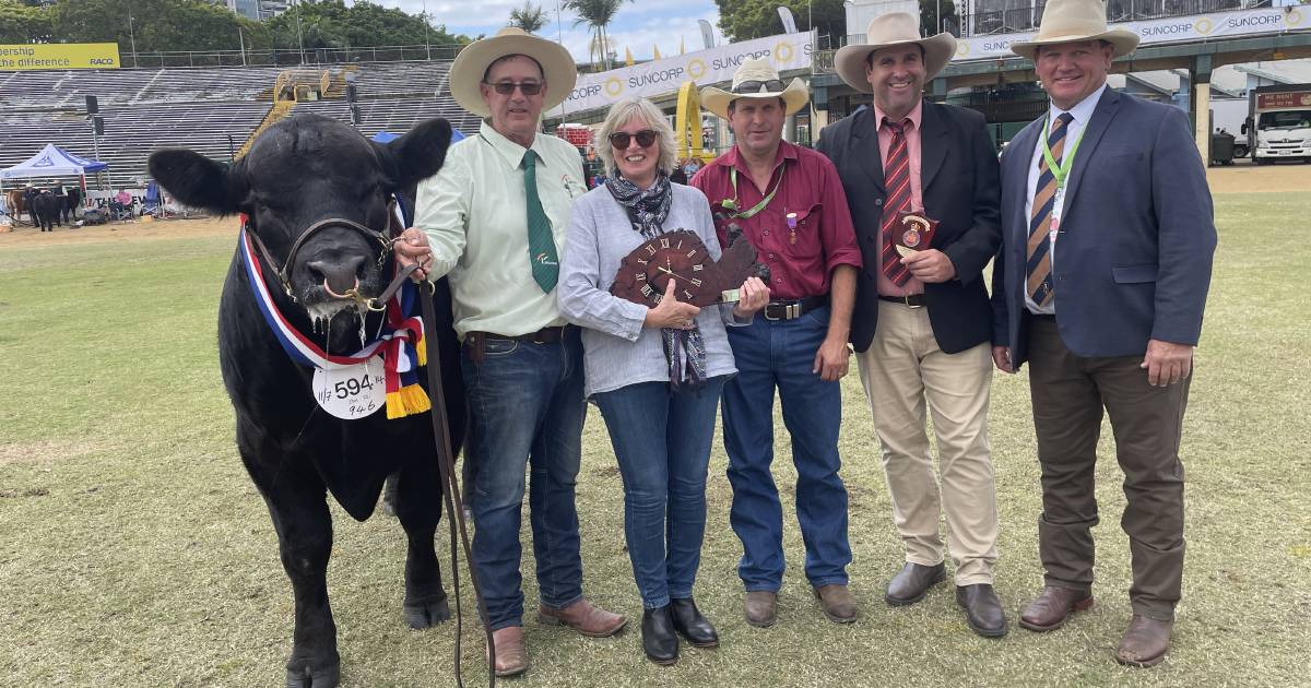 O'Sullivans black Limousins dominate | Pictures