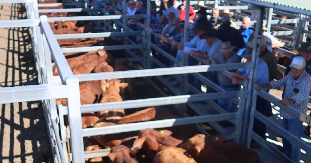 Santa weaner steers top at $1820 at Beaudesert | Queensland Country Life