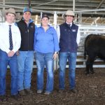 O'Sullivans black Limousins dominate | Pictures