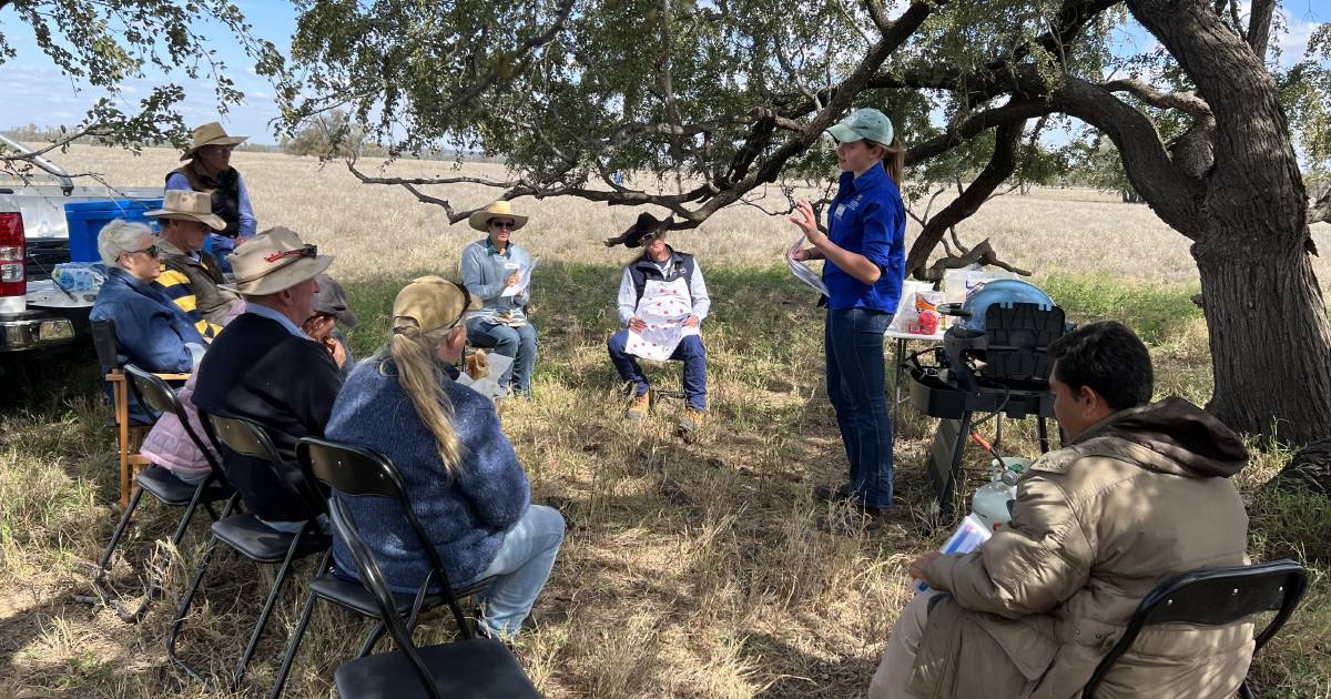 Surat graziers learn about the benefits of dung beetles | Queensland Country Life