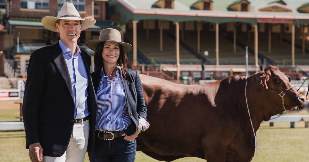 Ekka 2022: NIOA Santa heifer sells for $50,000 privately | Queensland Country Life