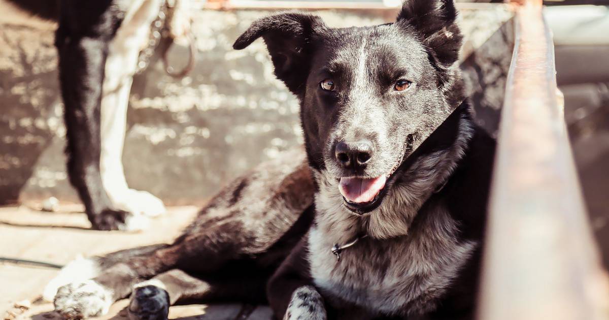 Tick-borne disease infects dogs in outback Queensland