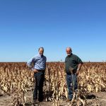 Feed cattle through drought or sell cows now?