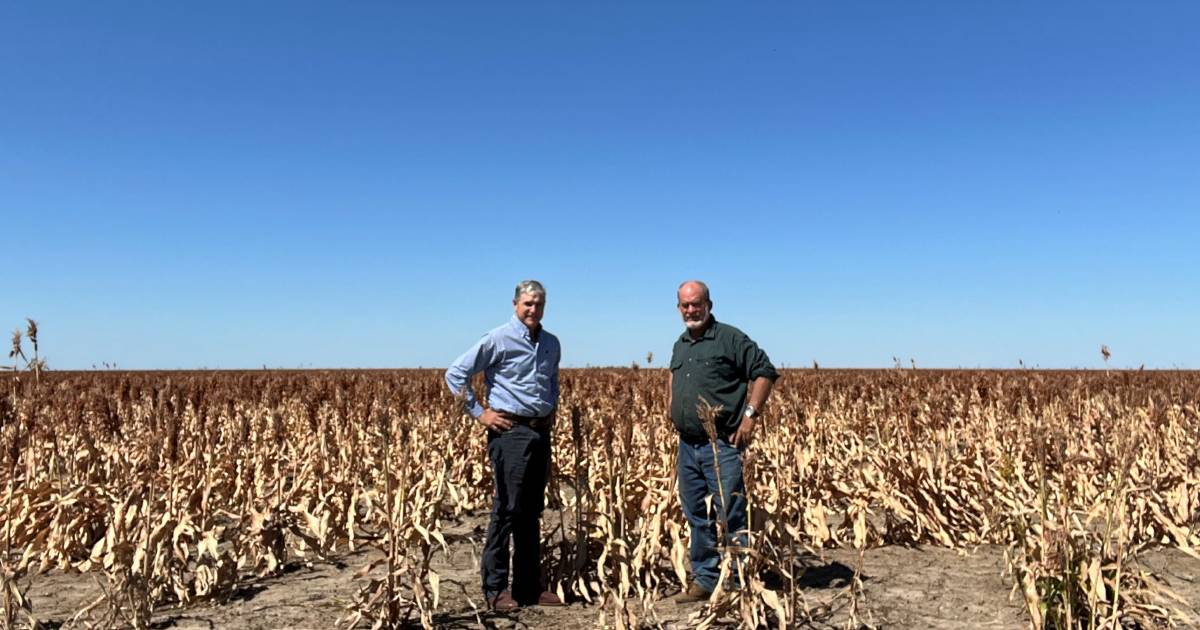 First sorghum crop harvested at Burketown property