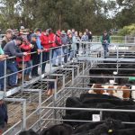 Medium cows sell for 314c/$1534, light cows make 313c/$1287 at Moreton | Queensland Country Life