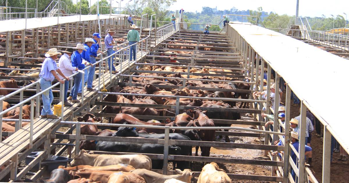 Droughtmaster cross weaner steers reach 654c/$1516 at Roma | Queensland Country Life