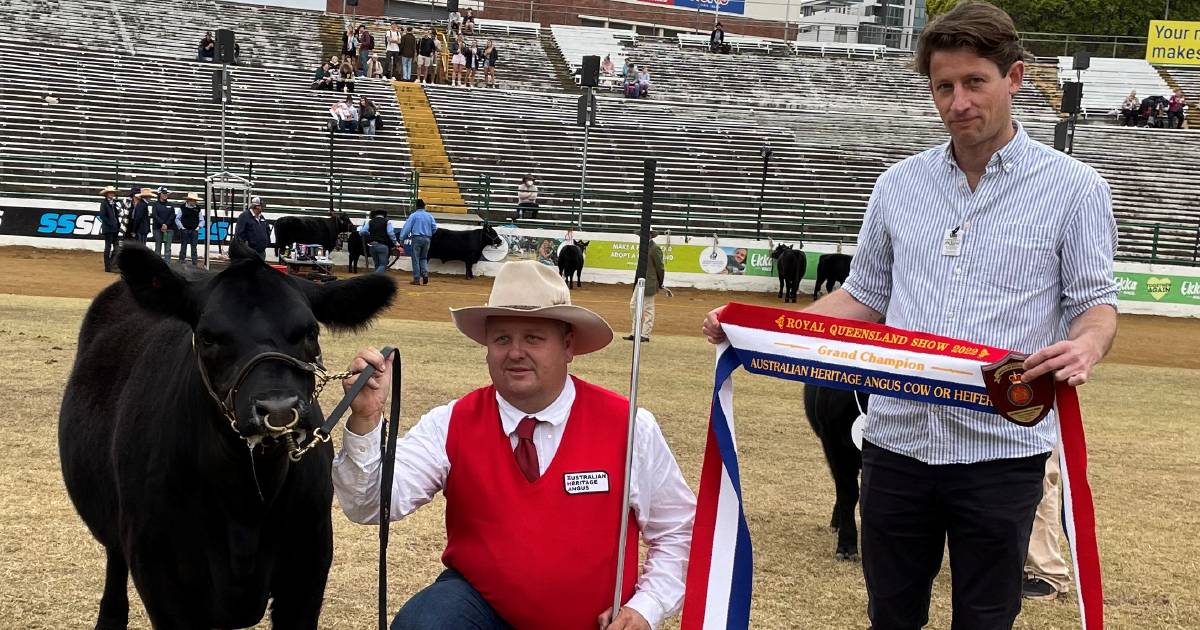 Girls rule in Ekka's small breeds judging ring