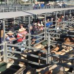 MLA partners with Agcotech and Sydney Uni to reduce livestock methane output