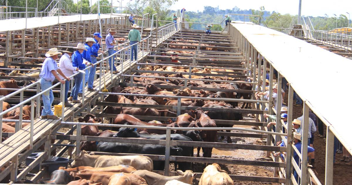 Simmental cross weaner steers reach 662c, average 604c at Roma | Queensland Country Life