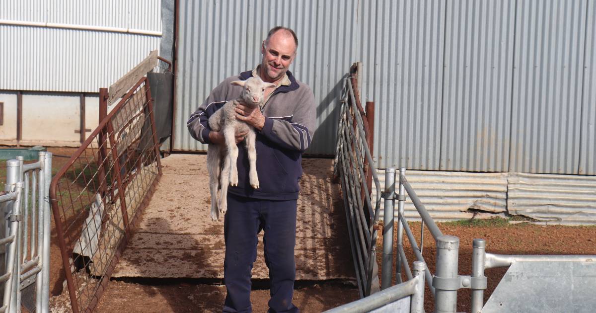 Sheep business is less of a risk