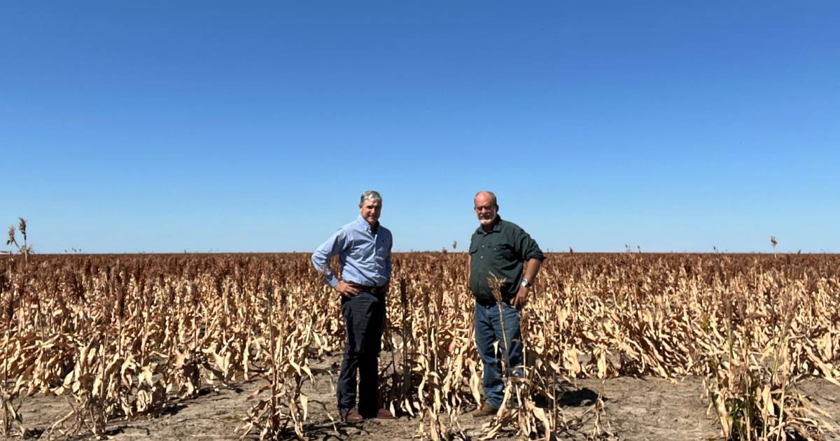 Sorghum blooms in the Gulf of Carpentaria