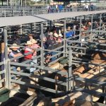 Price trends dearer, but supply limited at Yass