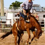 Ross family stands tall in Ekka's Square Meaters ring