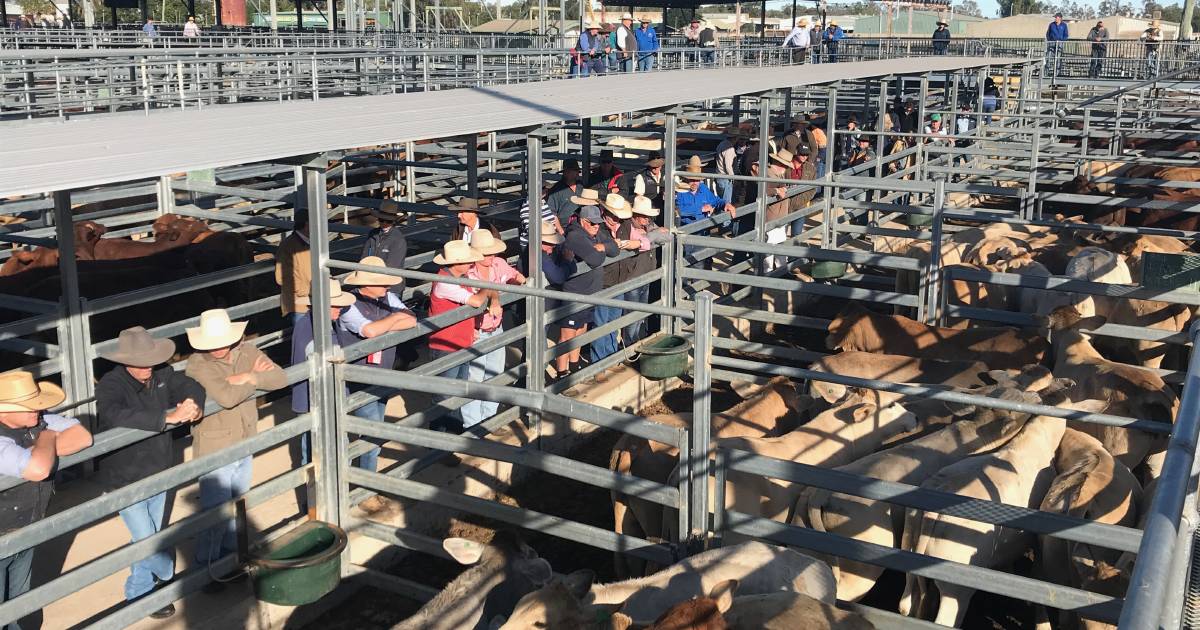 Light weight weaner steers top at 758c, average 588c at Emerald feeder and weaner sale | North Queensland Register