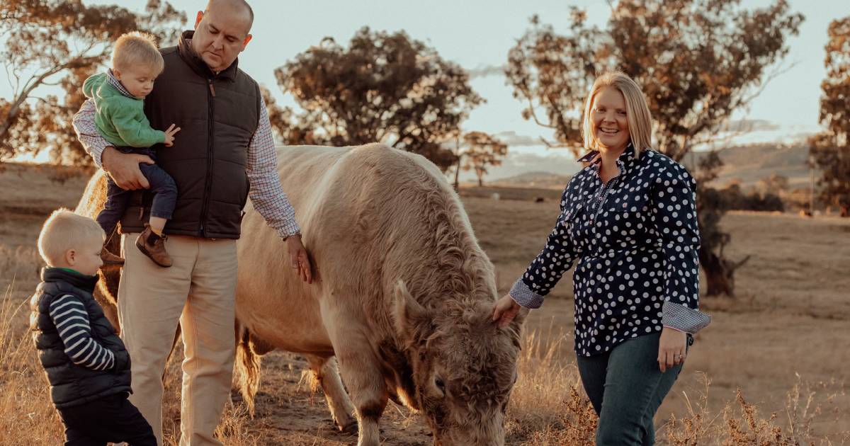 Glanmire Murray Grey breeder Annika Collins lives a busy, but happy, life | The Land