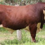 Carinya Braford stud tops annual New Dimension Braford Sale at $42,000 | Queensland Country Life