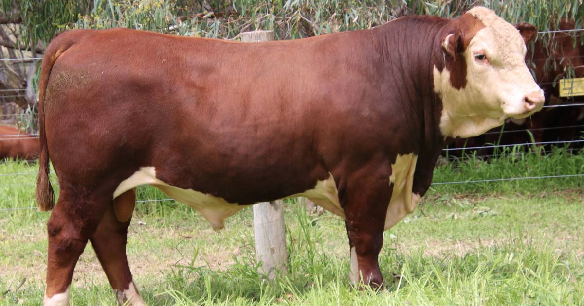 Injemira Robert Redford Q287’s $160,000 Australian Hereford record legacy | The Land