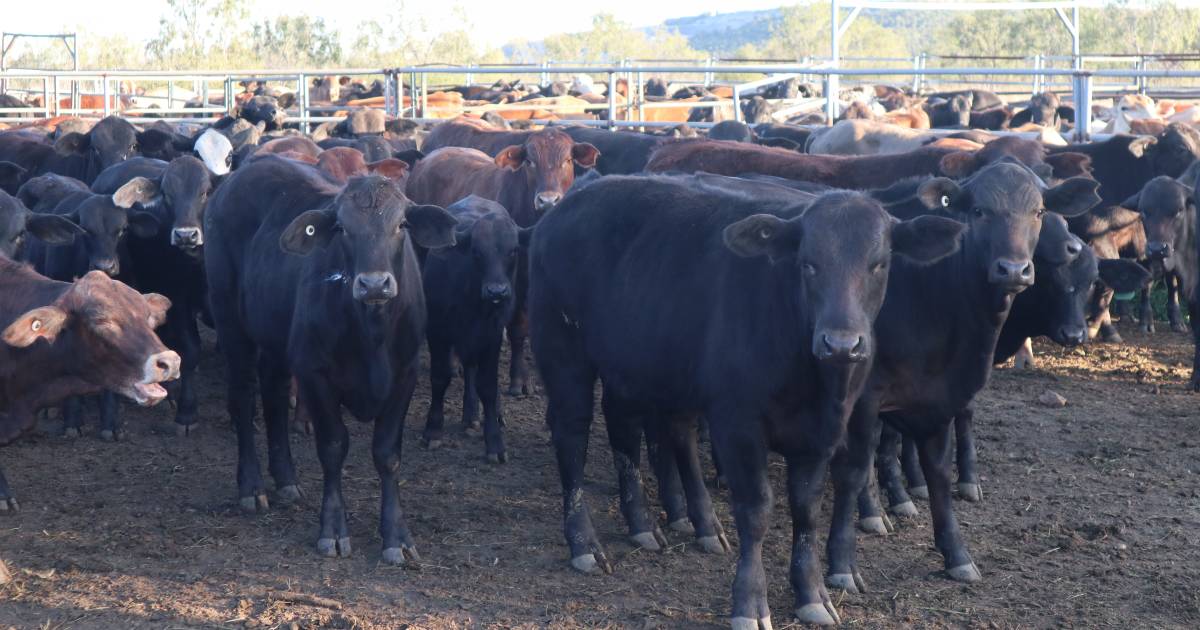 Buyer confidence at Moura cattle sale