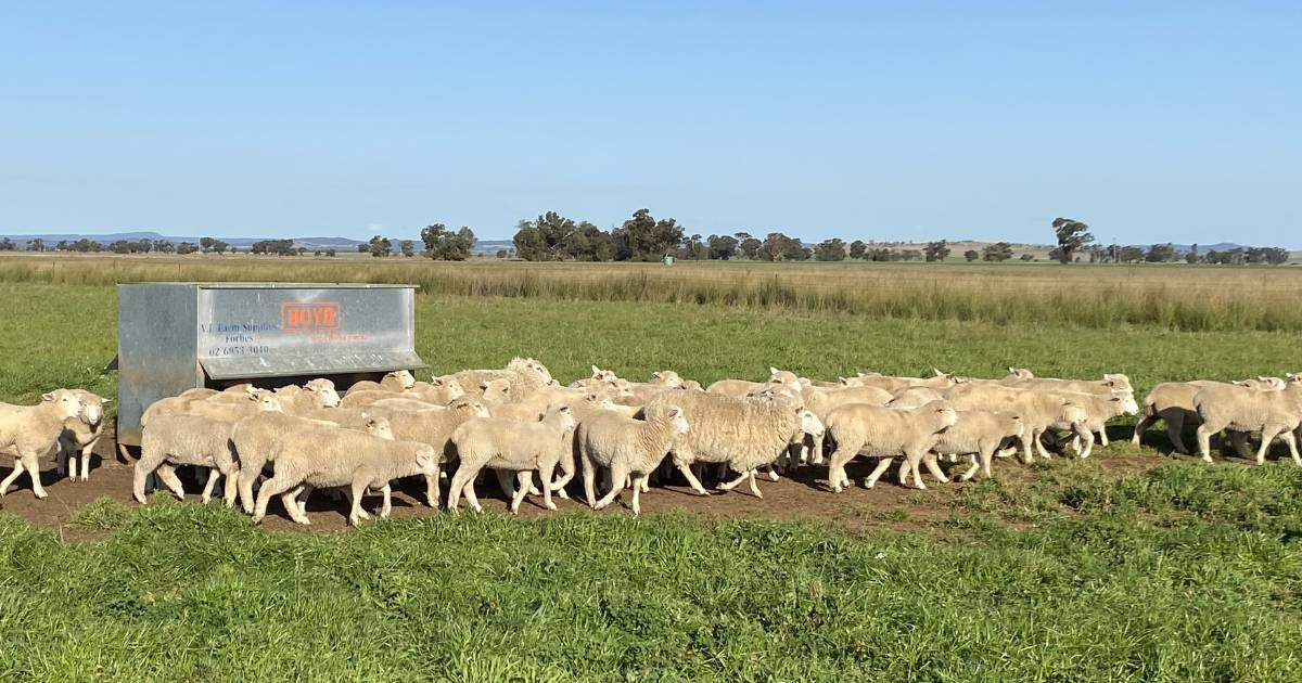 Wet pastures have meant livestock producers need to focus on nutrition and grazing management | The Land