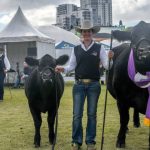 Droughtmasters celebrate 60 years with cracking Ekka competition