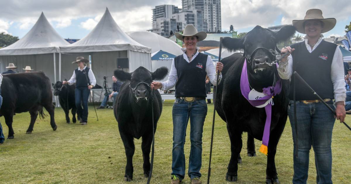 Diamond stud shines bright in Ekka's Angus ring