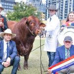 Ekka 2022: Redline Sargent Cortez wins grand champion bull for Redline Cattle Company | Queensland Country Life