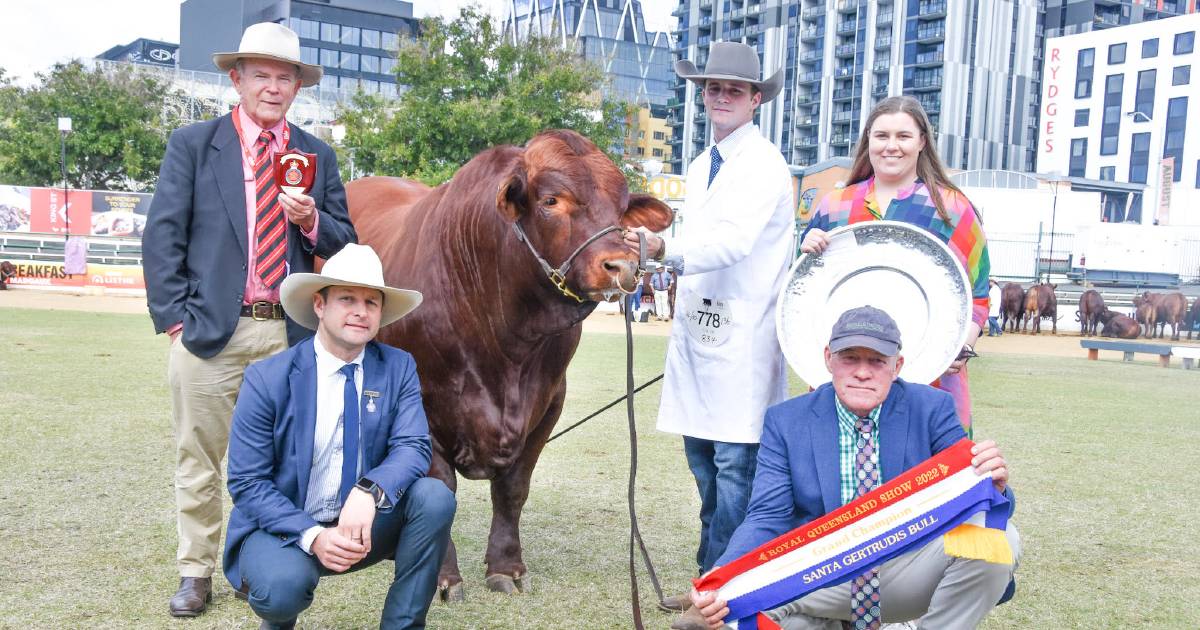 EKKA 2022: Ribbleton and Yarrawonga studs claim champion titles in Santa Gertrudis competition | Queensland Country Life