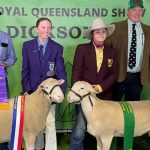 Girls rule in Ekka's small breeds judging ring