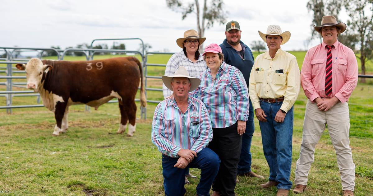 Happy day for Truro Herefords