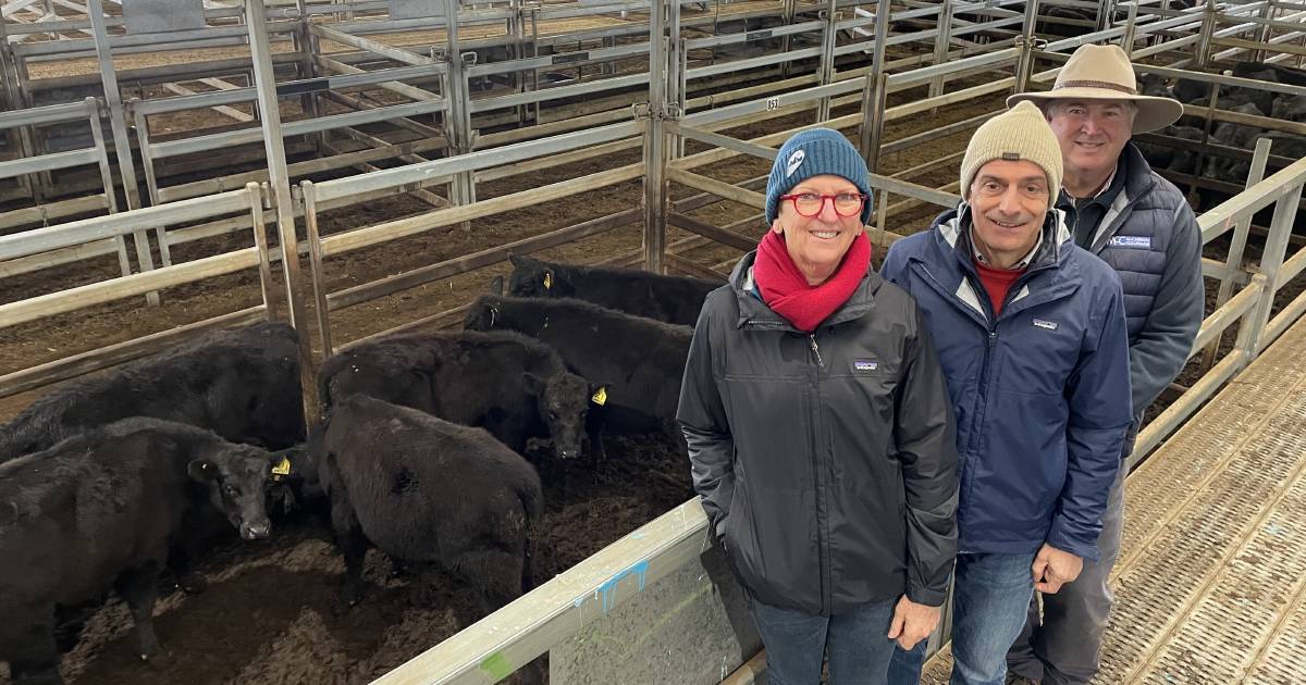 Cattle buyer confidence back on track at Carcoar